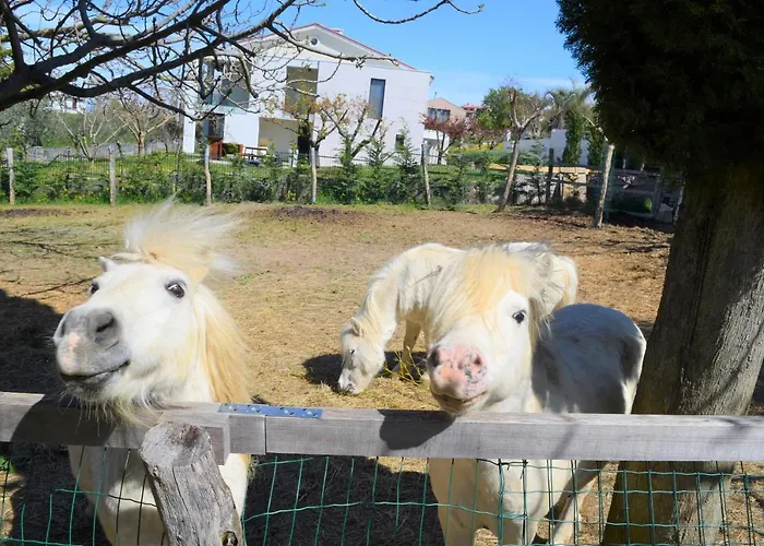 Monterose בית נופש